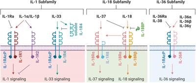 Role for IL-1 Family Cytokines in Fungal Infections